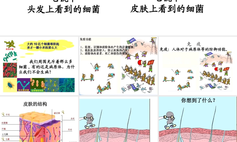 八年级生物下册 8.1.2 免疫与计划免疫课件 （新版）新人教版-（新版）新人教版初中八年级下册生物课件