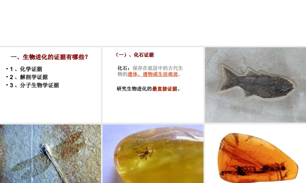 八年级生物下册 5.1.2 生物进化的证据课件 （新版）济南版-（新版）济南版初中八年级下册生物课件