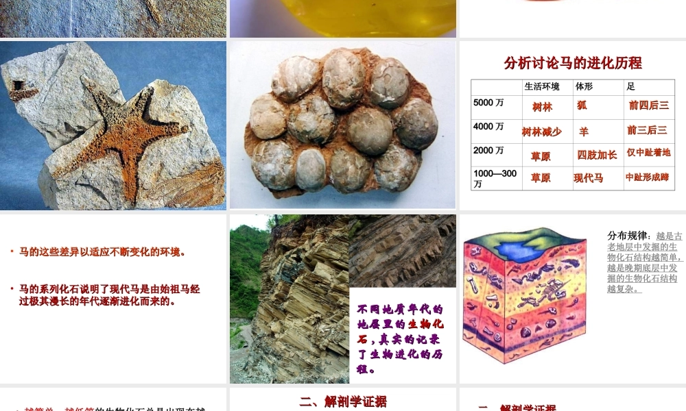 八年级生物下册 5.1.2 生物进化的证据课件 （新版）济南版-（新版）济南版初中八年级下册生物课件