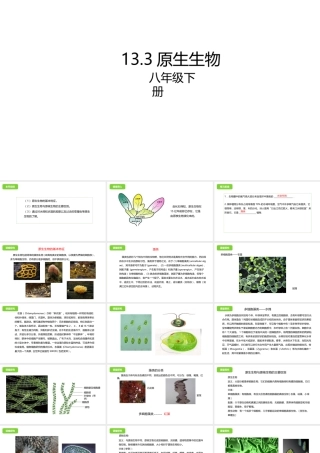八年级生物下册 13.3 原生生物课件 北京课改版-北京课改版初中八年级下册生物课件