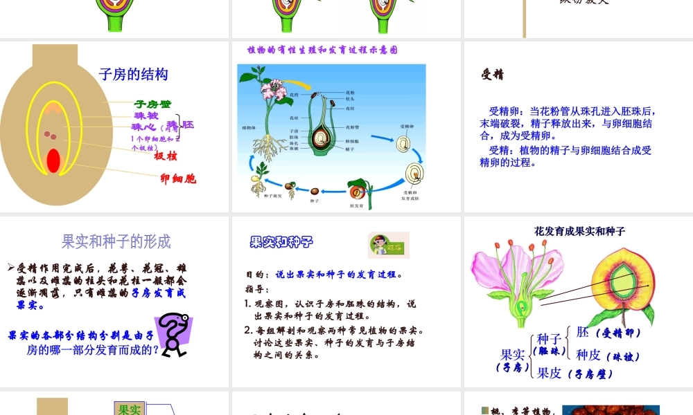 八年级生物上册《植物的有性生殖》课件 苏教版