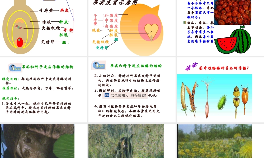 八年级生物上册《植物的有性生殖》课件 苏教版