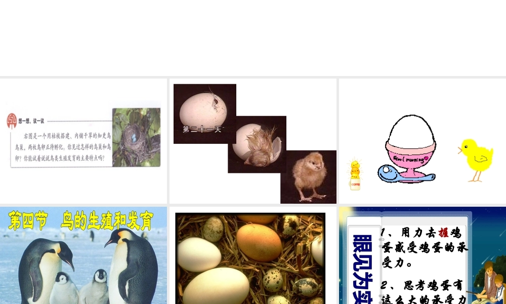 八年级生物下册 7.1.4鸟的生殖和发育课件1 （新版）新人教版-（新版）新人教版初中八年级下册生物课件