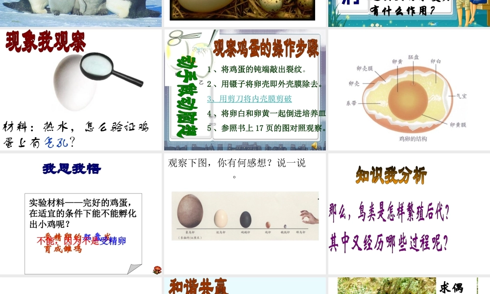 八年级生物下册 7.1.4鸟的生殖和发育课件1 （新版）新人教版-（新版）新人教版初中八年级下册生物课件