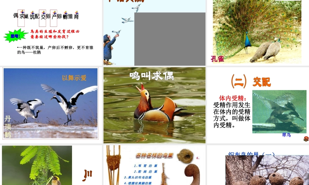 八年级生物下册 7.1.4鸟的生殖和发育课件1 （新版）新人教版-（新版）新人教版初中八年级下册生物课件