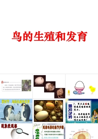 八年级生物下册 7.1.4鸟的生殖和发育课件1 （新版）新人教版-（新版）新人教版初中八年级下册生物课件