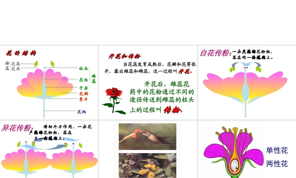 八年级生物上册《植物的有性生殖》课件1 苏教版