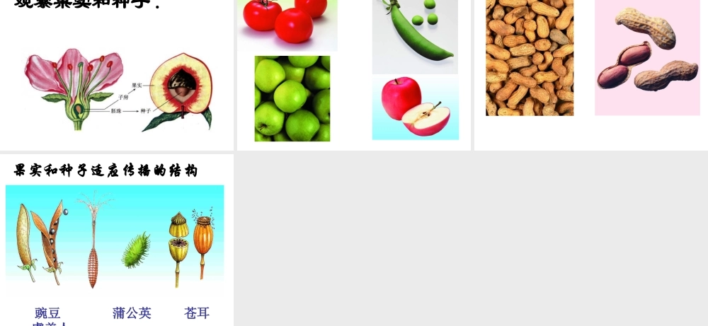 八年级生物上册《植物的有性生殖》课件1 苏教版