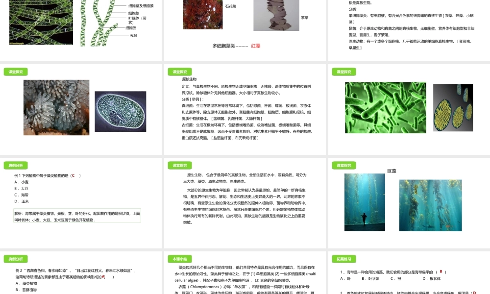 八年级生物下册 13.3 原生生物课件 北京课改版-北京课改级下册生物课件