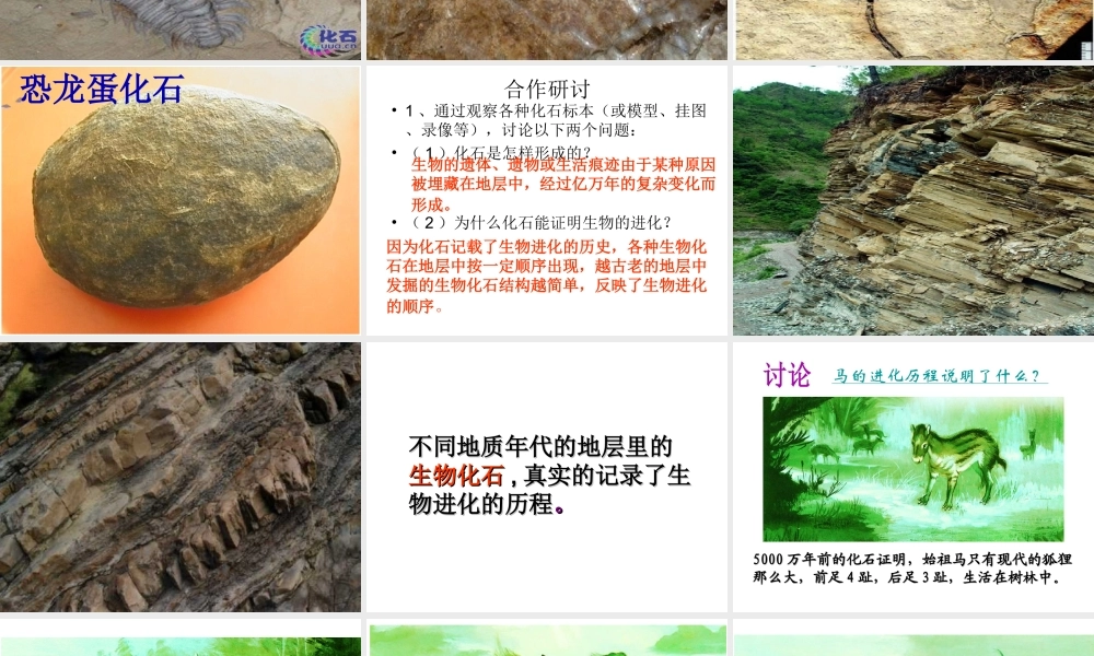 八年级生物下册 5.1.2 生物进化的证据课件 济南版