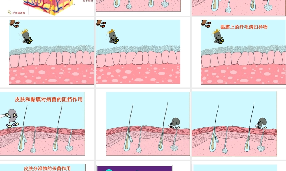 八年级生物下册 8.1.2 免疫与计划免疫课件 （新版）新人教版-（新版）新人教级下册生物课件