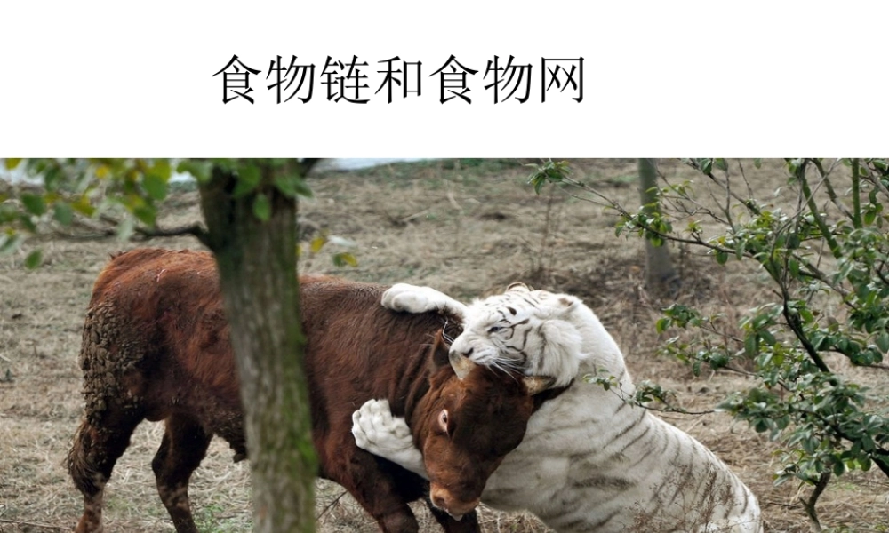 八年级生物下册 6.1.2 食物链和食物网课件 济南版