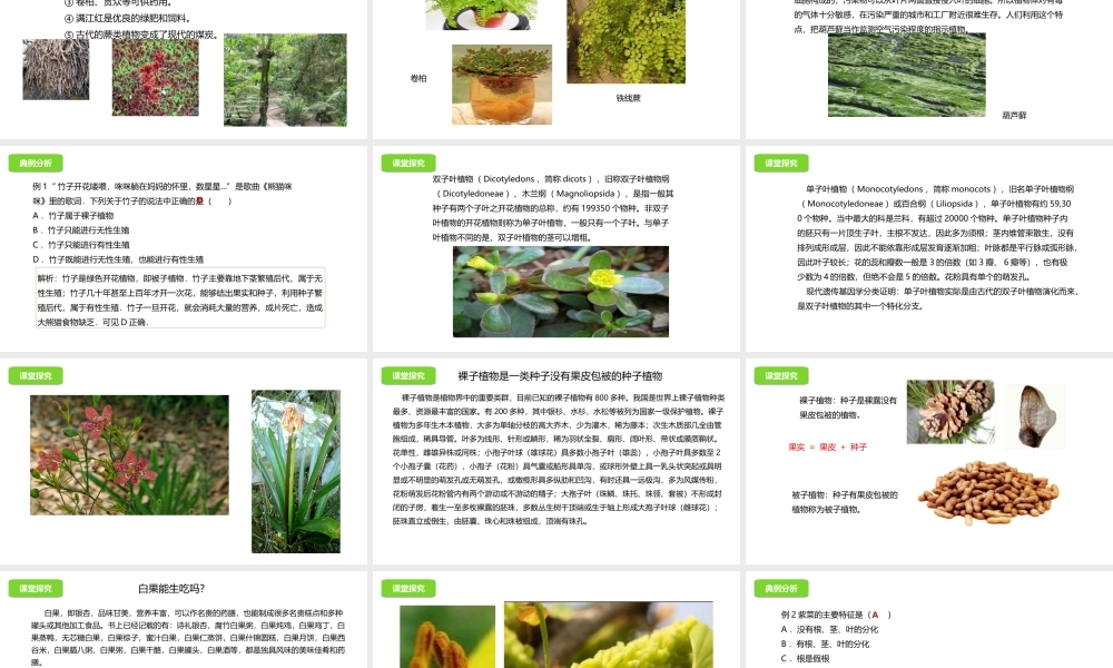 八年级生物下册 13.4 植物课件 北京课改版-北京课改版初中八年级下册生物课件