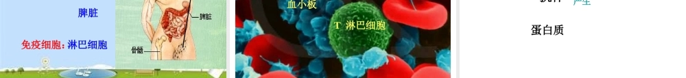 八年级生物下册 8.1.2 免疫与计划免疫课件 新人教版-新人教版初中八年级下册生物课件