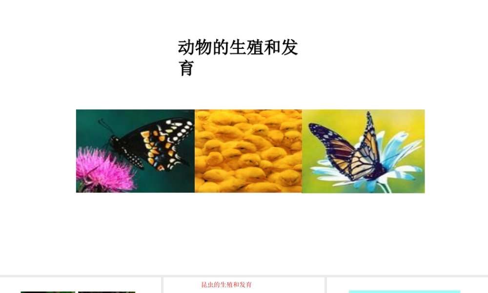 八年级生物下册 6.1.2动物的生殖和发育教学课件 （新版）冀教版-（新版）冀教版初中八年级下册生物课件