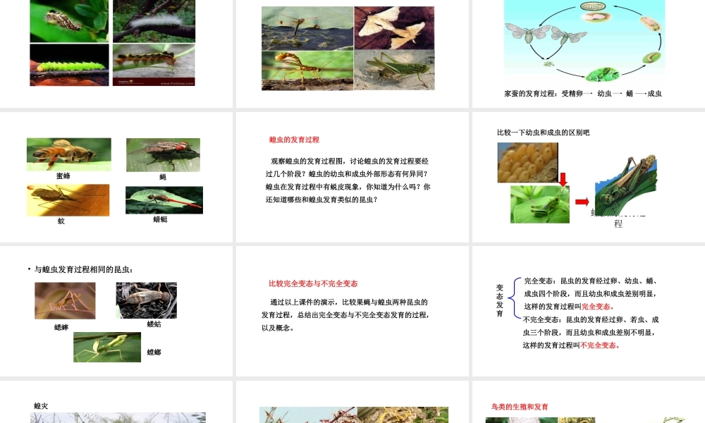 八年级生物下册 6.1.2动物的生殖和发育教学课件 （新版）冀教版-（新版）冀教版初中八年级下册生物课件