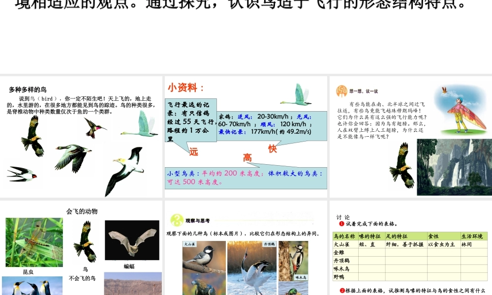 八年级生物上册5.1.6 鸟课件 （新版）新人教版-（新版）新人教版初中八年级上册生物课件