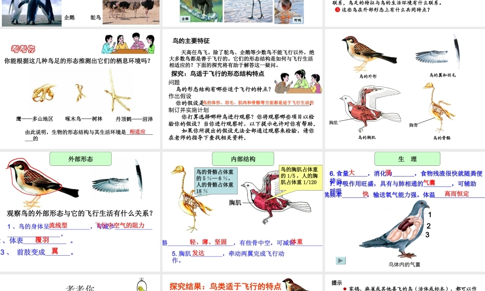 八年级生物上册5.1.6 鸟课件 （新版）新人教版-（新版）新人教版初中八年级上册生物课件