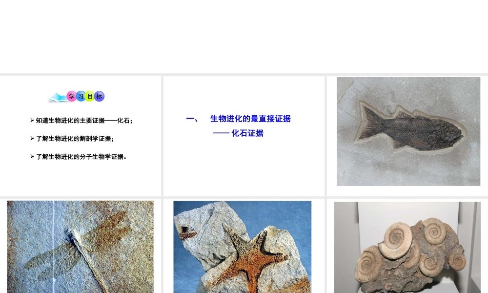 八年级生物下册 5.1.2 生物进化的证据课件 济南版-济南版初中八年级下册生物课件