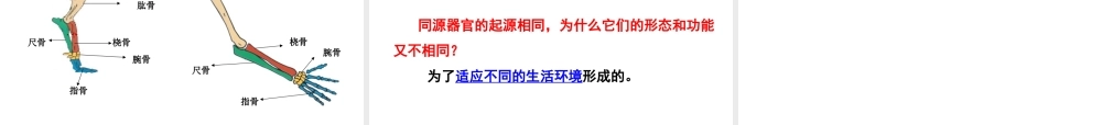 八年级生物下册 5.1.2 生物进化的证据课件 济南版-济南版初中八年级下册生物课件