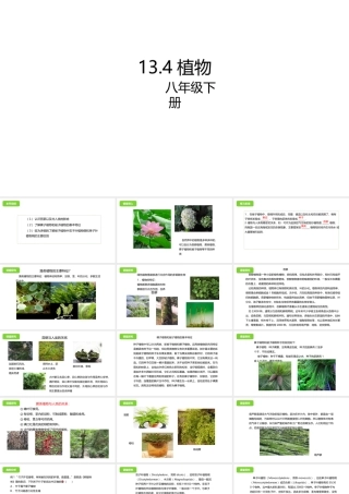 八年级生物下册 13.4 植物课件 北京课改版-北京课改级下册生物课件