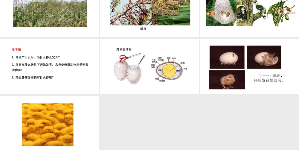 八年级生物下册 6.1.2动物的生殖和发育教学课件 （新版）冀教版-（新版）冀教级下册生物课件