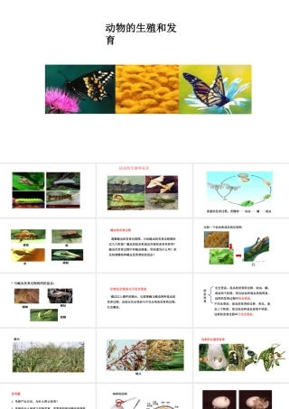 八年级生物下册 6.1.2动物的生殖和发育教学课件 （新版）冀教版-（新版）冀教级下册生物课件