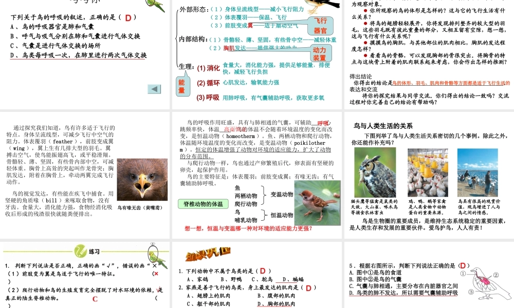 八年级生物上册5.1.6 鸟课件 （新版）新人教版-（新版）新人教级上册生物课件