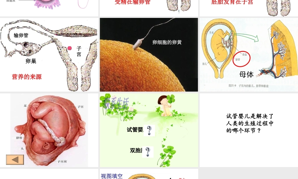八年级生物下册 6.1.3 人的生殖和胚胎发育课件 （新版）冀教版-（新版）冀教版初中八年级下册生物课件