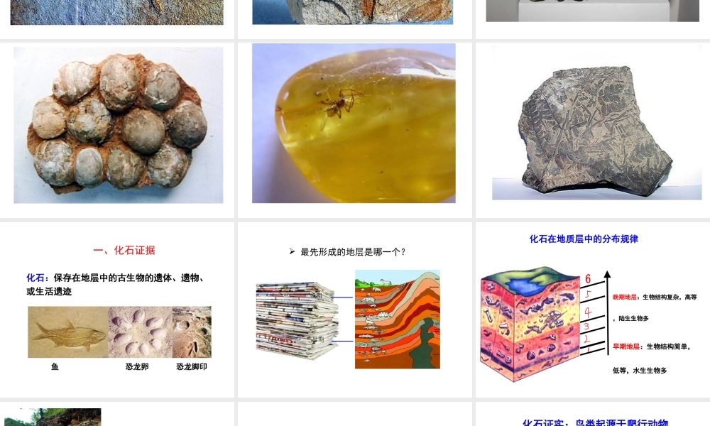 八年级生物下册 5.1.2 生物进化的证据课件 济南版-济南级下册生物课件