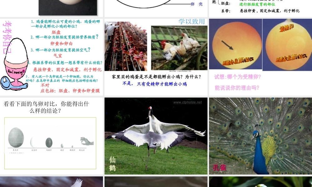 八年级生物下册 7.1.4鸟的生殖和发育课件2 （新版）新人教版-（新版）新人教版初中八年级下册生物课件