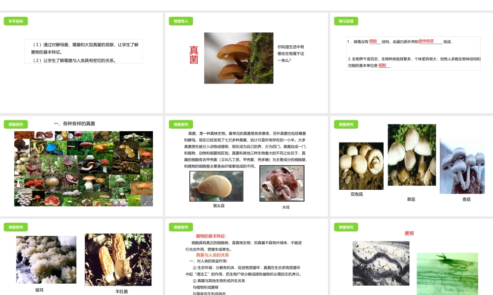 八年级生物下册 13.5 真菌课件 北京课改版-北京课改版初中八年级下册生物课件