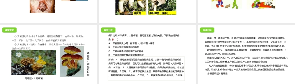 八年级生物下册 13.5 真菌课件 北京课改版-北京课改版初中八年级下册生物课件