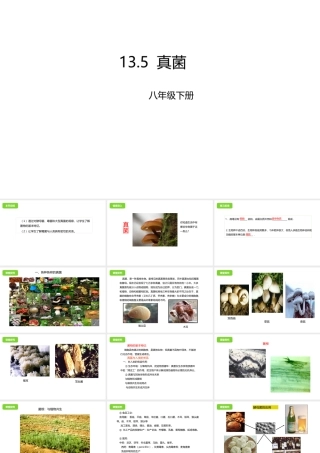 八年级生物下册 13.5 真菌课件 北京课改版-北京课改版初中八年级下册生物课件