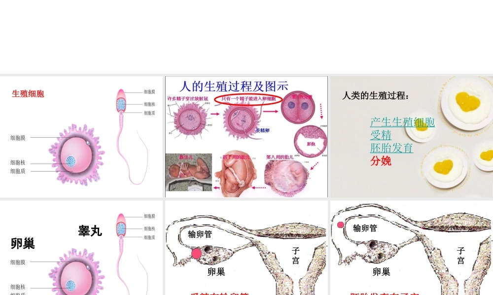 八年级生物下册 6.1.3 人的生殖和胚胎发育课件 （新版）冀教版-（新版）冀教级下册生物课件