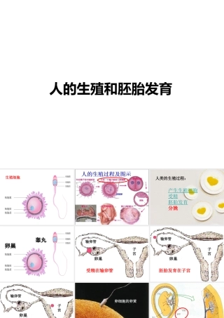 八年级生物下册 6.1.3 人的生殖和胚胎发育课件 （新版）冀教版-（新版）冀教级下册生物课件