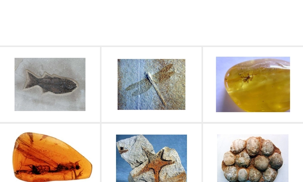 八年级生物下册 5.1.2《生物进化的证据》课件 济南版