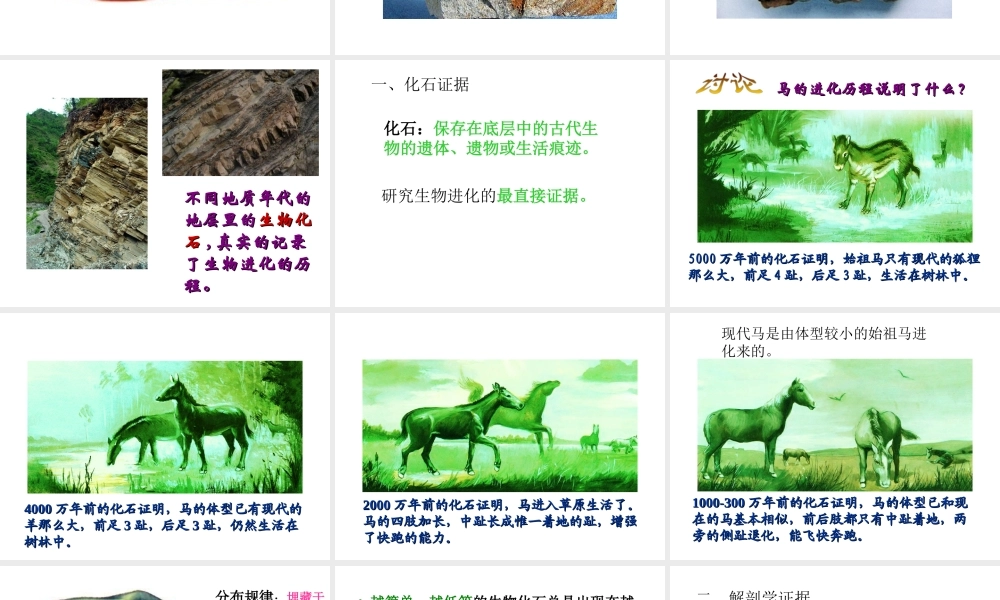 八年级生物下册 5.1.2《生物进化的证据》课件 济南版