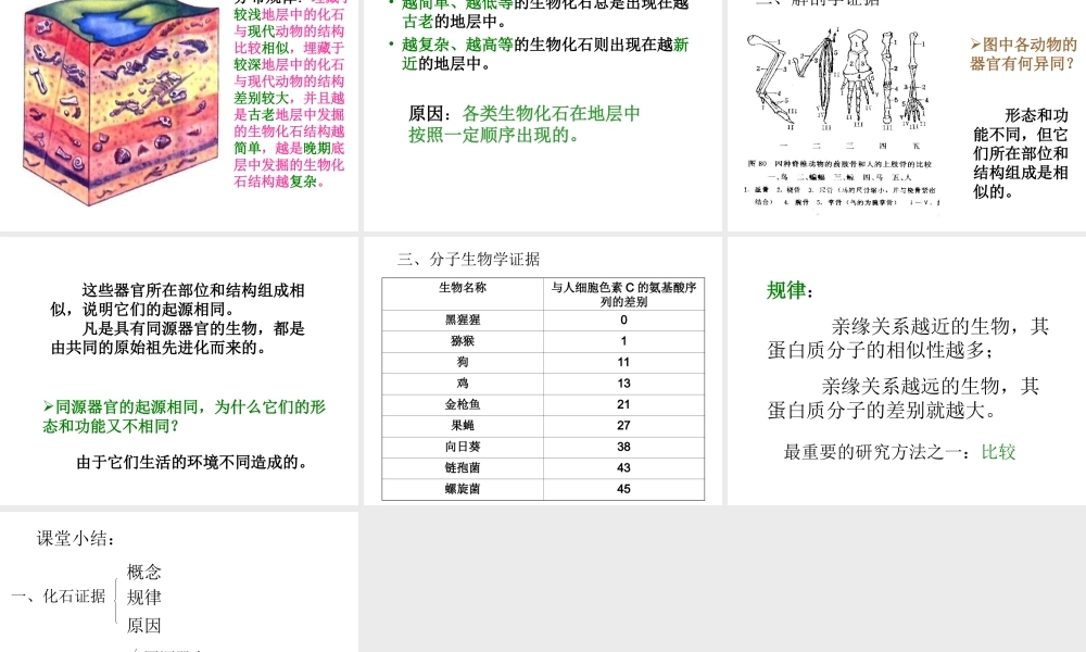 八年级生物下册 5.1.2《生物进化的证据》课件 济南版