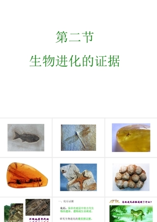 八年级生物下册 5.1.2《生物进化的证据》课件 济南版