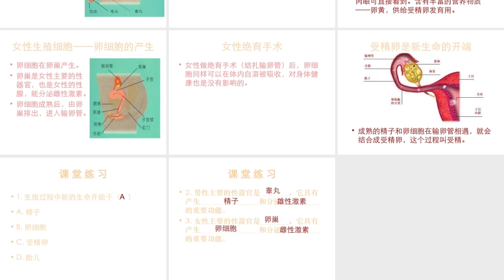 八年级生物下册 6.1.3 人的生殖和胚胎发育课件 冀教版-冀教版初中八年级下册生物课件