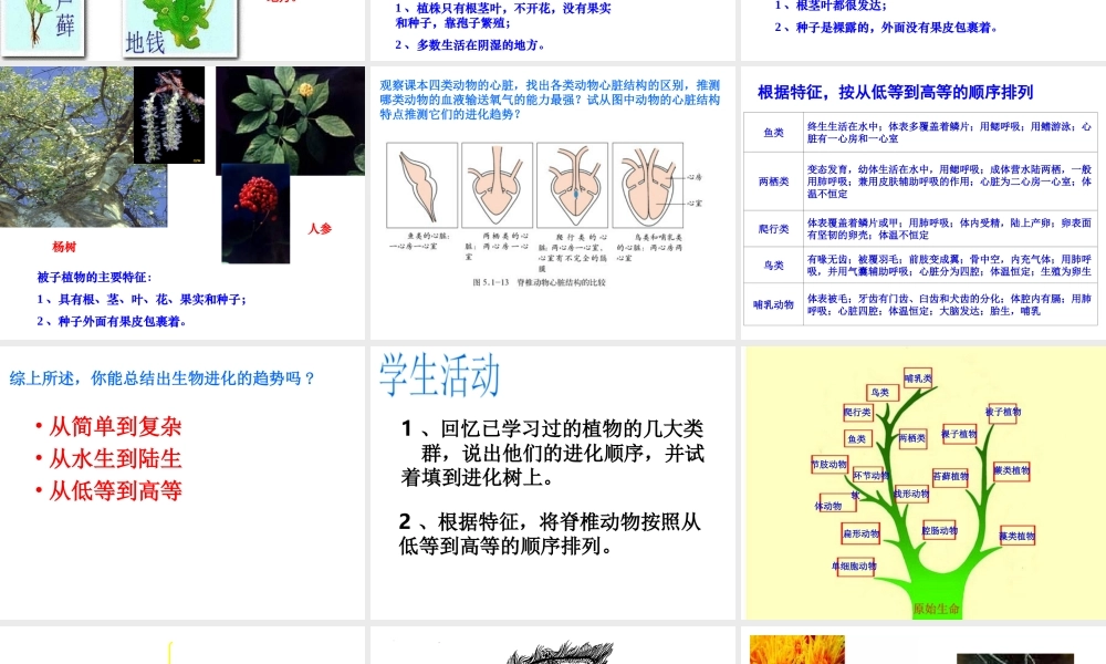 八年级生物下册 5.1.3 生物进化的历程课件 （新版）济南版-（新版）济南版初中八年级下册生物课件