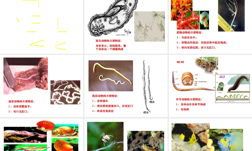 八年级生物下册 5.1.3 生物进化的历程课件 （新版）济南版-（新版）济南版初中八年级下册生物课件