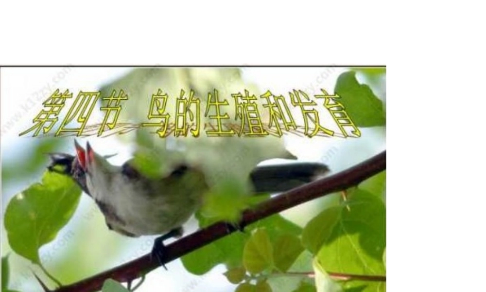 八年级生物下册 7.1.4鸟的生殖和发育课件2 （新版）新人教版-（新版）新人教级下册生物课件