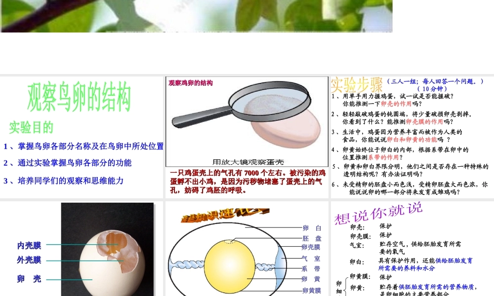 八年级生物下册 7.1.4鸟的生殖和发育课件2 （新版）新人教版-（新版）新人教级下册生物课件