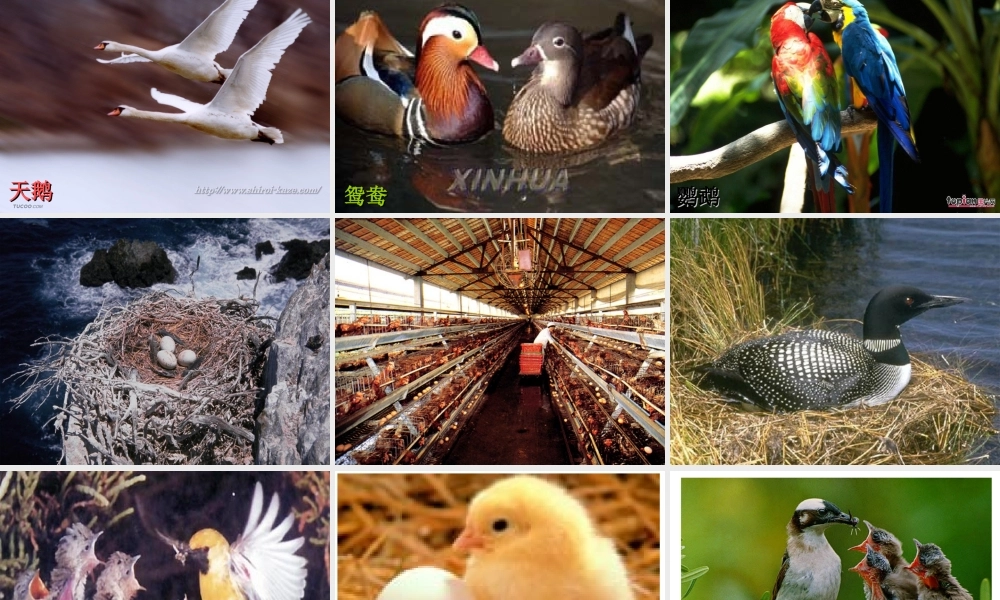 八年级生物下册 7.1.4鸟的生殖和发育课件2 （新版）新人教版-（新版）新人教级下册生物课件