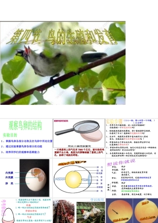 八年级生物下册 7.1.4鸟的生殖和发育课件2 （新版）新人教版-（新版）新人教级下册生物课件