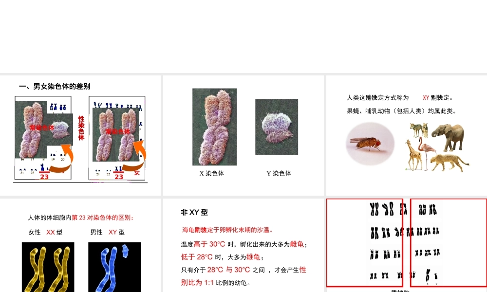 八年级生物下册 7.2.4《人的性别遗传》复习课件 （新版）新人教版-（新版）新人教级下册生物课件