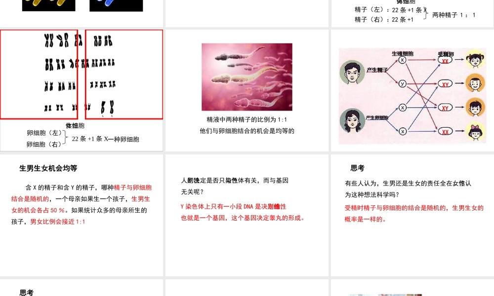 八年级生物下册 7.2.4《人的性别遗传》复习课件 （新版）新人教版-（新版）新人教级下册生物课件