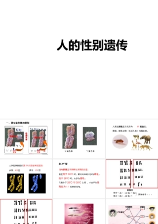 八年级生物下册 7.2.4《人的性别遗传》复习课件 （新版）新人教版-（新版）新人教级下册生物课件